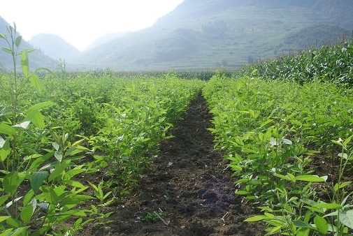 Pigeon pea seed